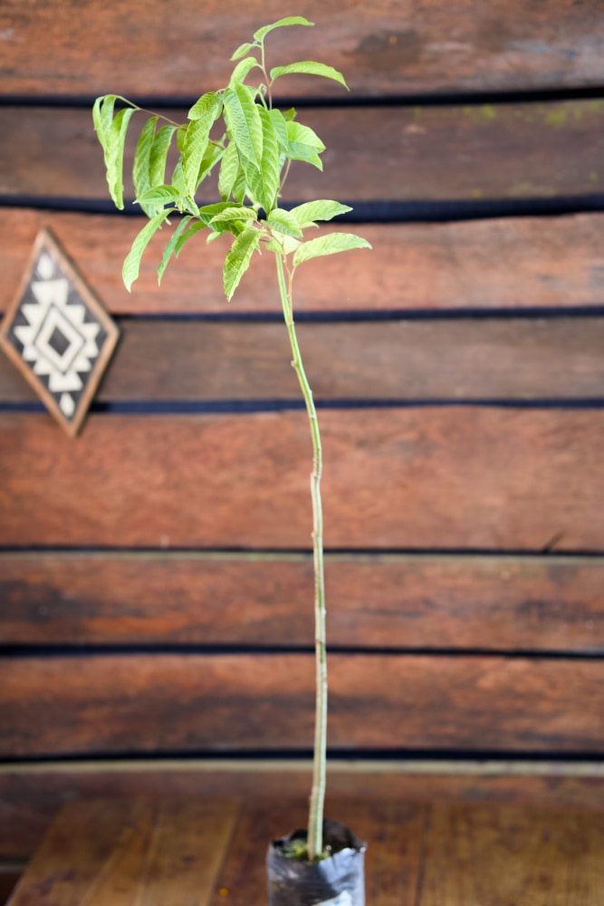 Árbol de ylang-ylang