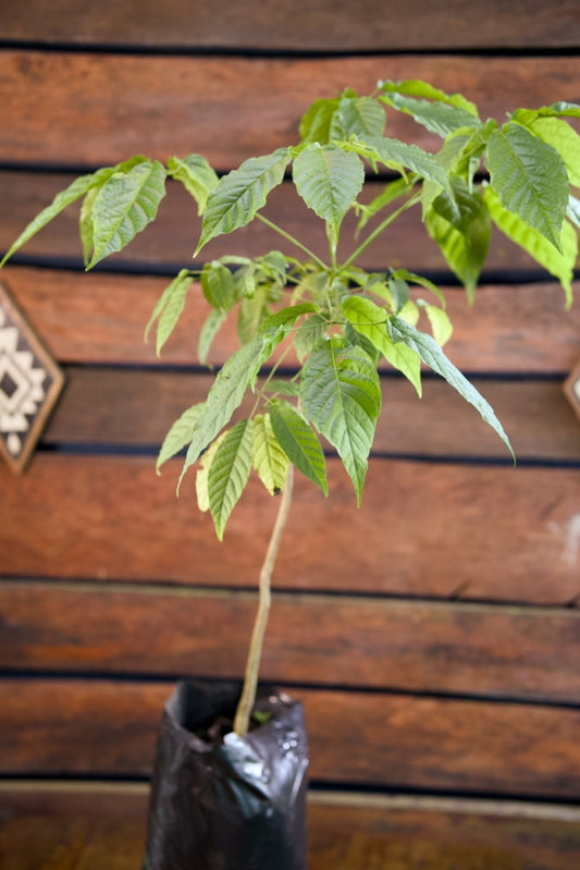 Árbol de guayacán