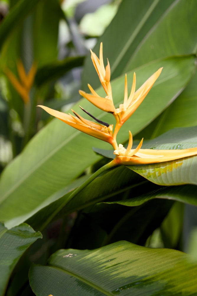 Heliconia Golden Torch