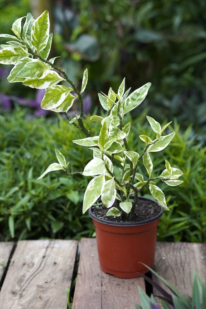 Devil’s Backbone Plant
