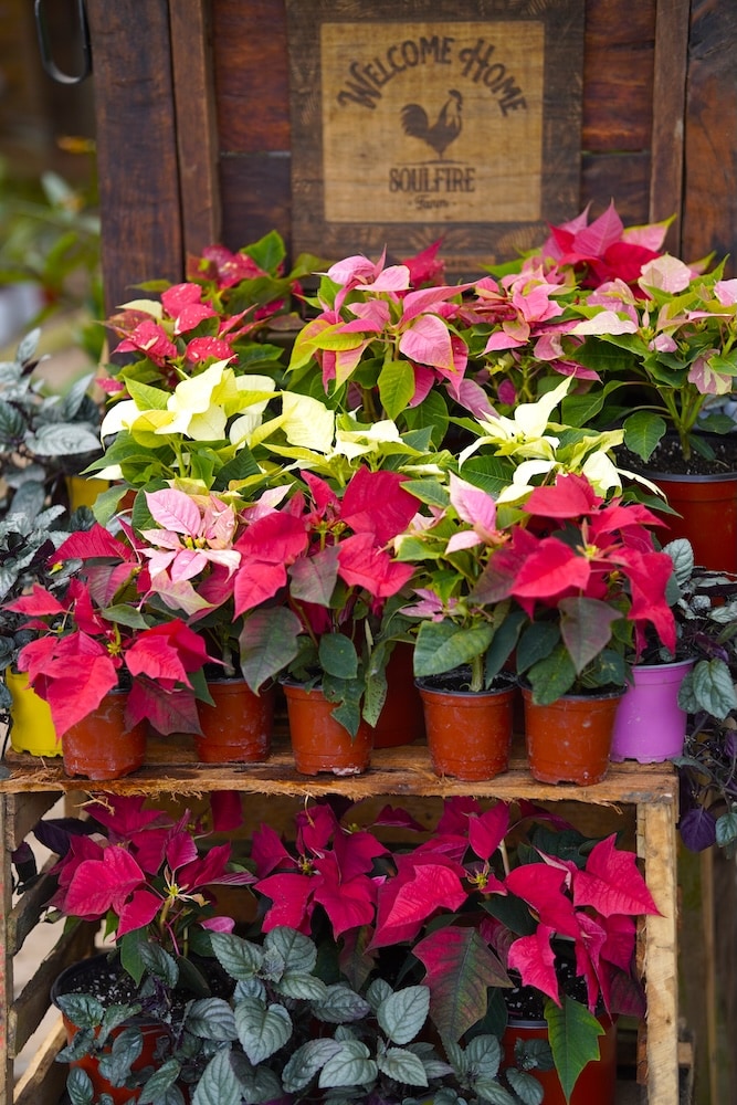 Christmas Poinsettia Plant