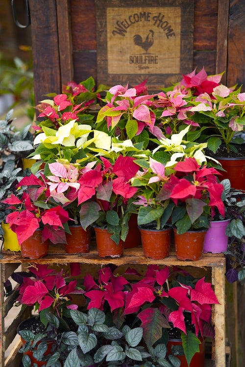 Christmas Poinsettia Plant – SoulFire Farm