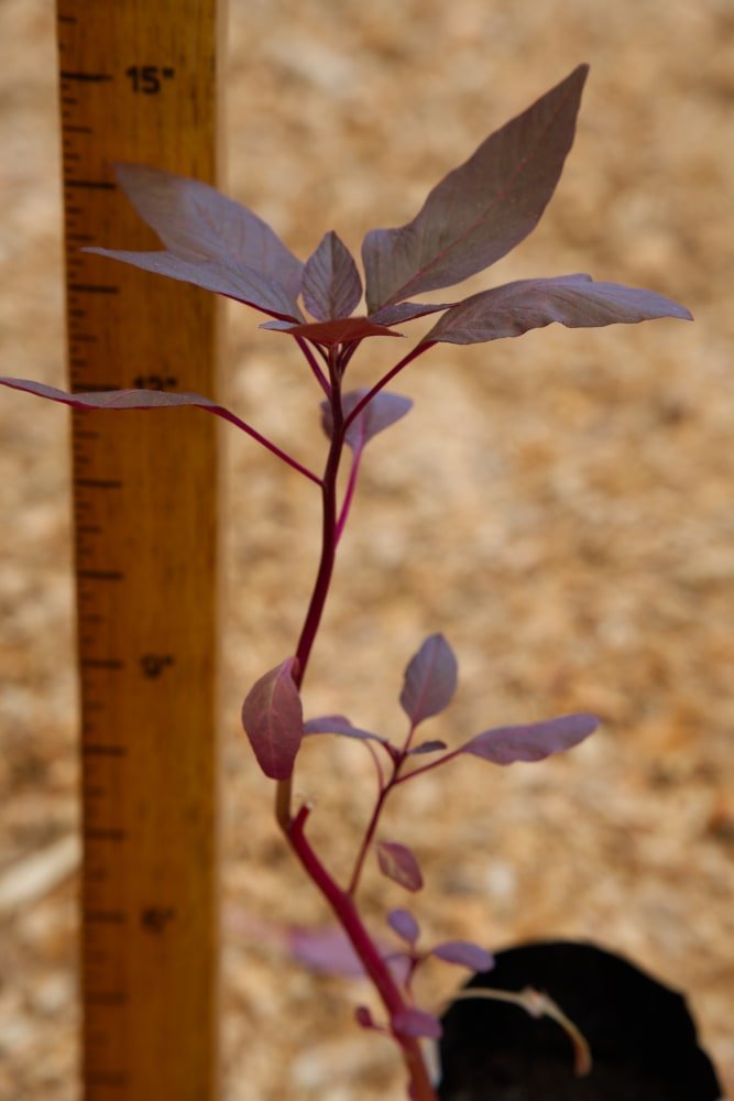 Planta de amaranto rojo