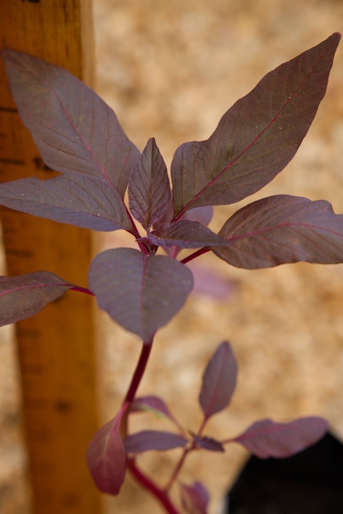 Planta de amaranto rojo