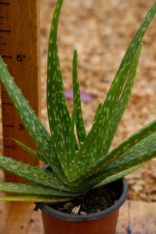 Aloe Vera Plant