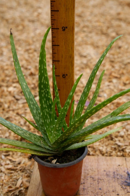 Aloe Vera Plant