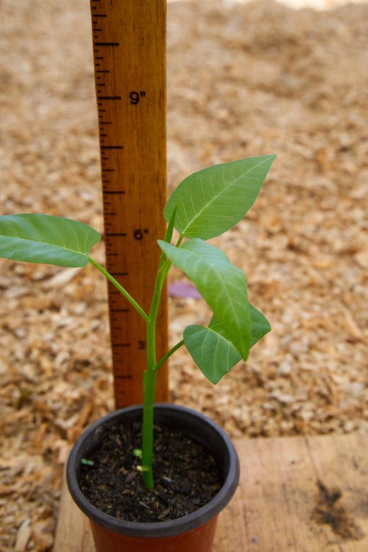 Kangkong Spinach Plant