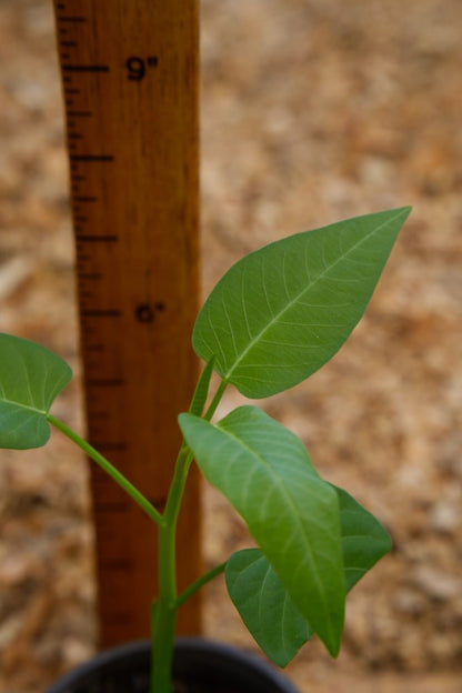 Kangkong Spinach Plant