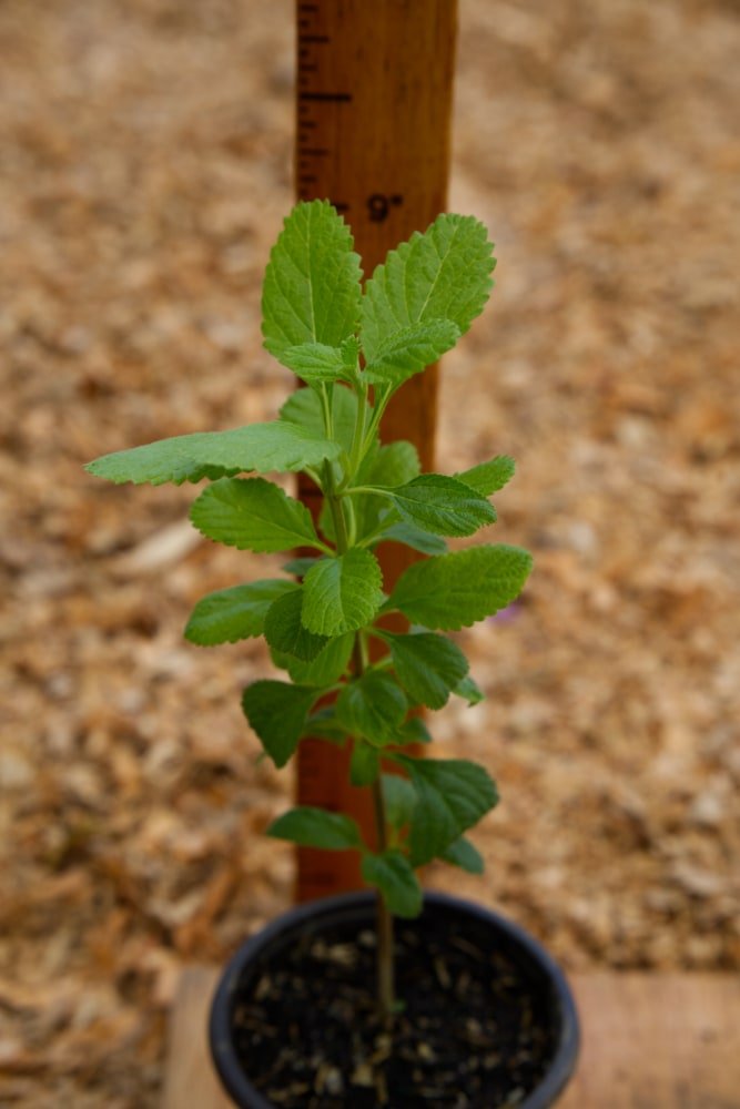 Wild Mint Plant