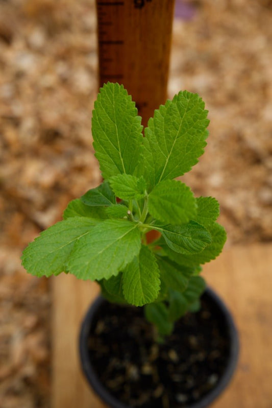 Wild Mint Plant