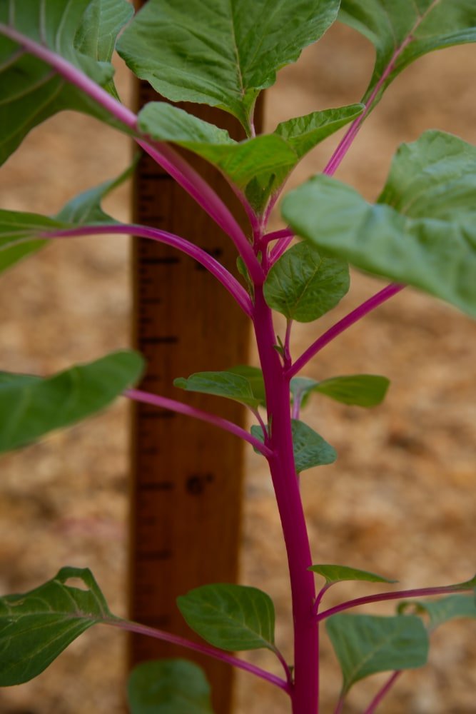 Planta de amaranto de tallo rosado