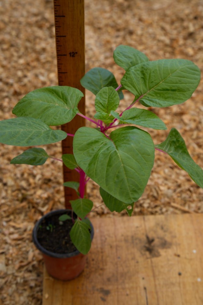 Planta de amaranto de tallo rosado