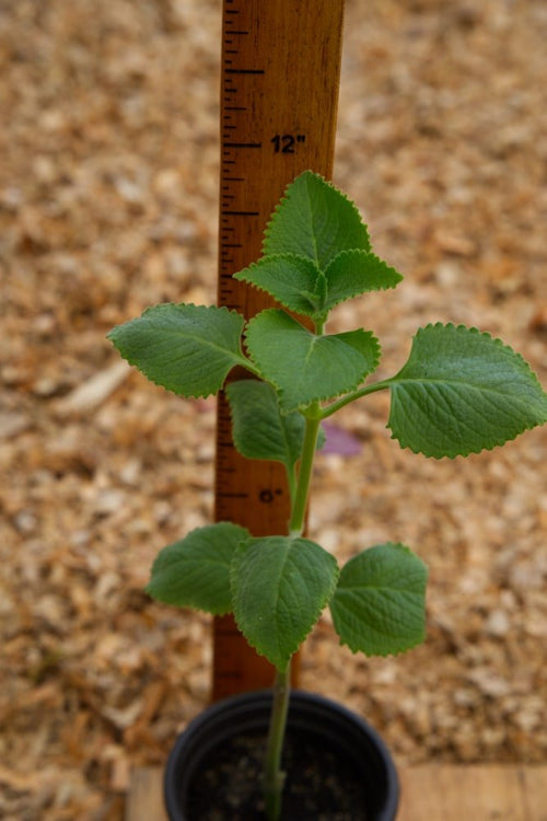 cuban oregano indoor plant Oregano Plant
