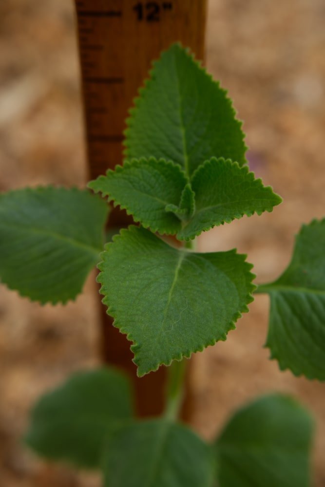 Oregano Plant - Cuban