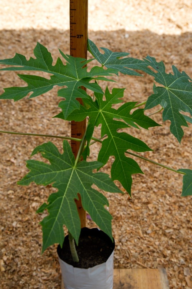 Árbol de papaya