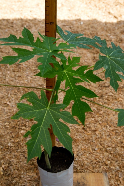 Papaya Tree