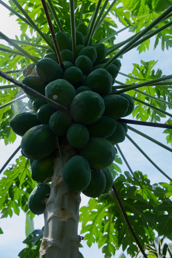 Árbol de papaya