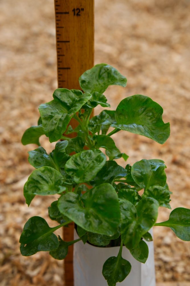 Brazilian Spinach Plant