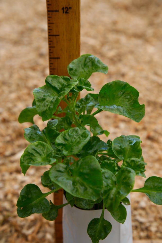 Planta de espinaca brasileña