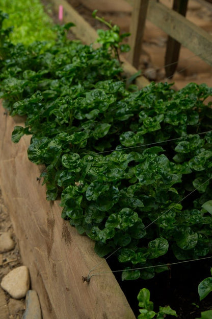 Brazilian Spinach Plant