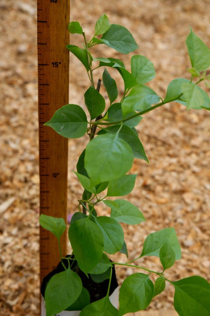 Red Bougainvillea Plant