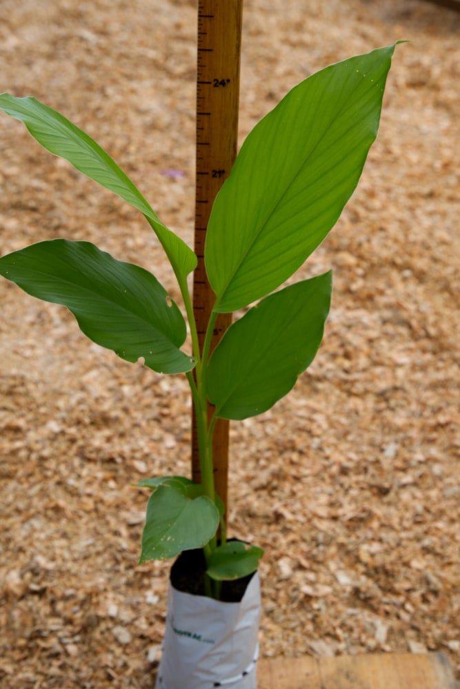 Planta de cúrcuma