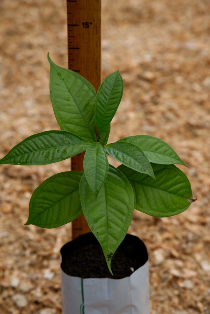 Arbol Manzana de Agua
