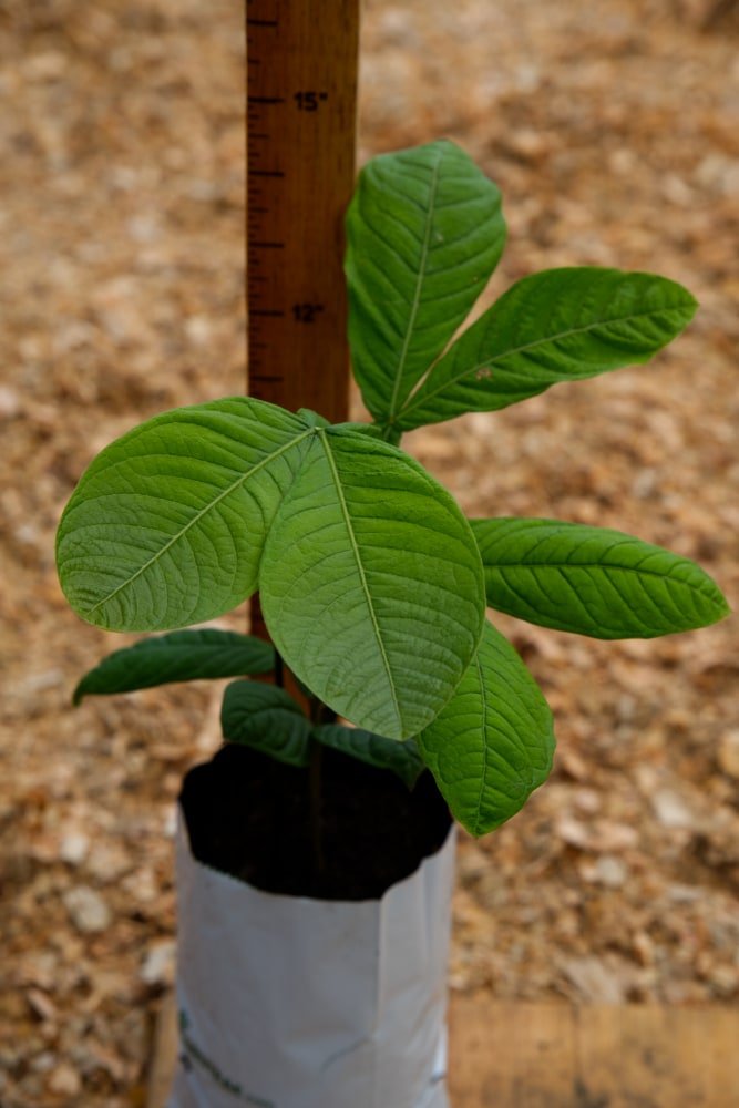 Árbol Inga