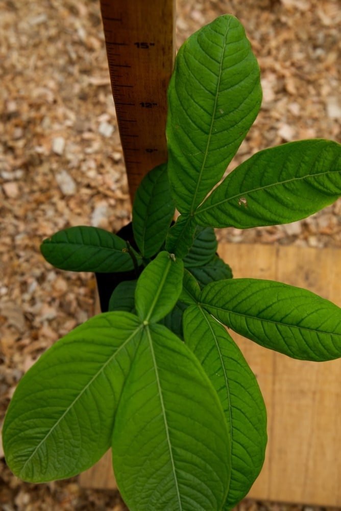 Ice-Cream Bean Tree