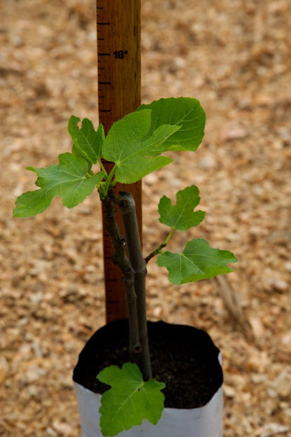 Fig Tree