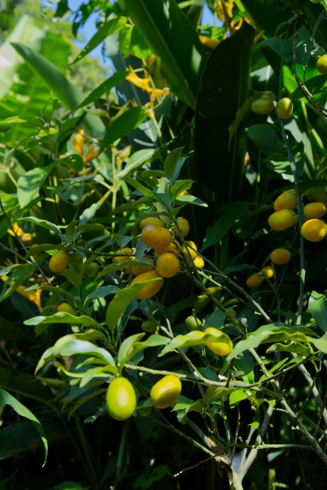 Árbol injertado de kumquat