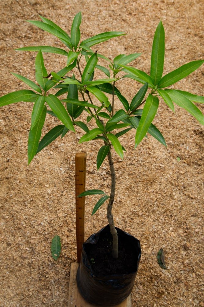 Mango Melocoton - Grafted Tree – SoulFire Farm