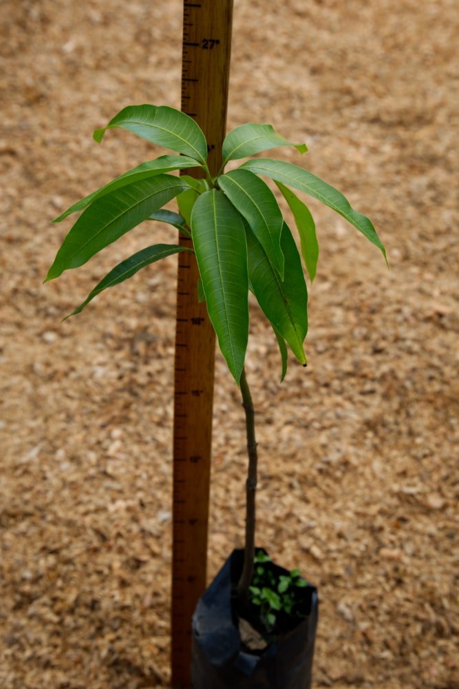 Mango Tommy - Grafted Tree – SoulFire Farm