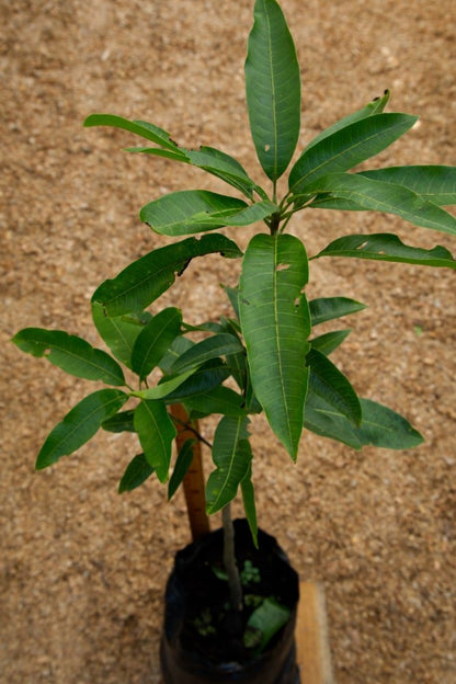 Mango Haden - Grafted Tree