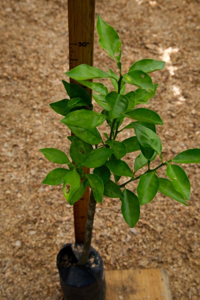 Orange Criolla- Grafted Tree