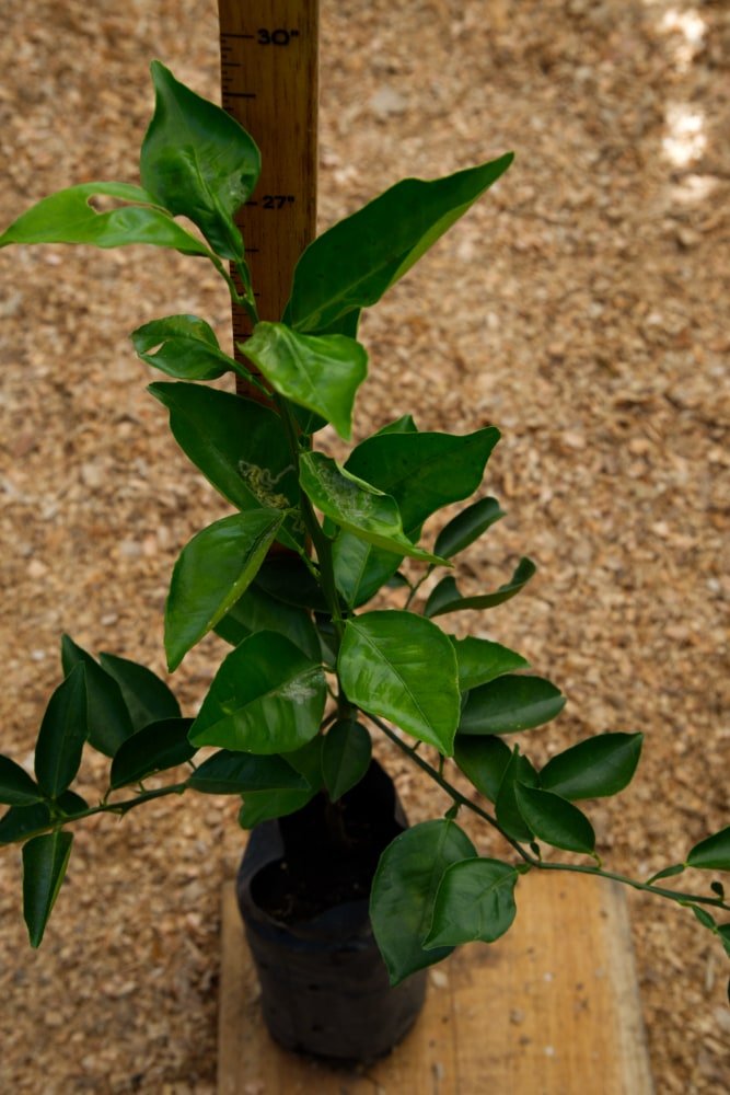 Naranja Valencia- Árbol Injertado