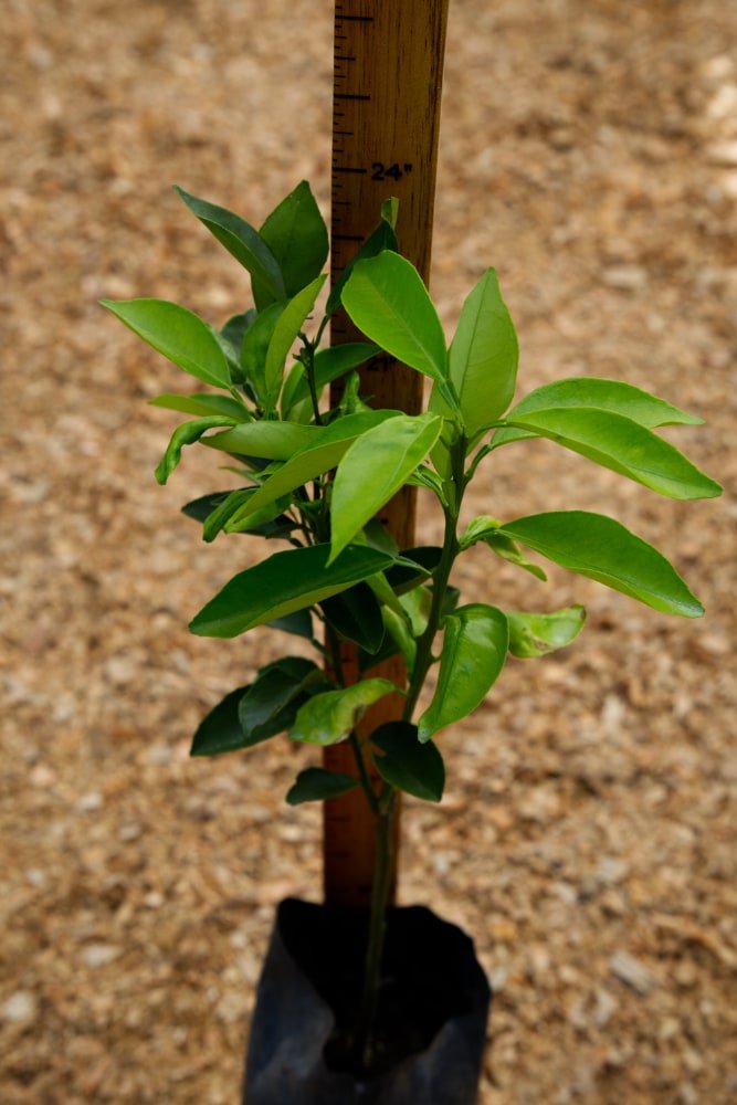 Orange Washington - Grafted Tree