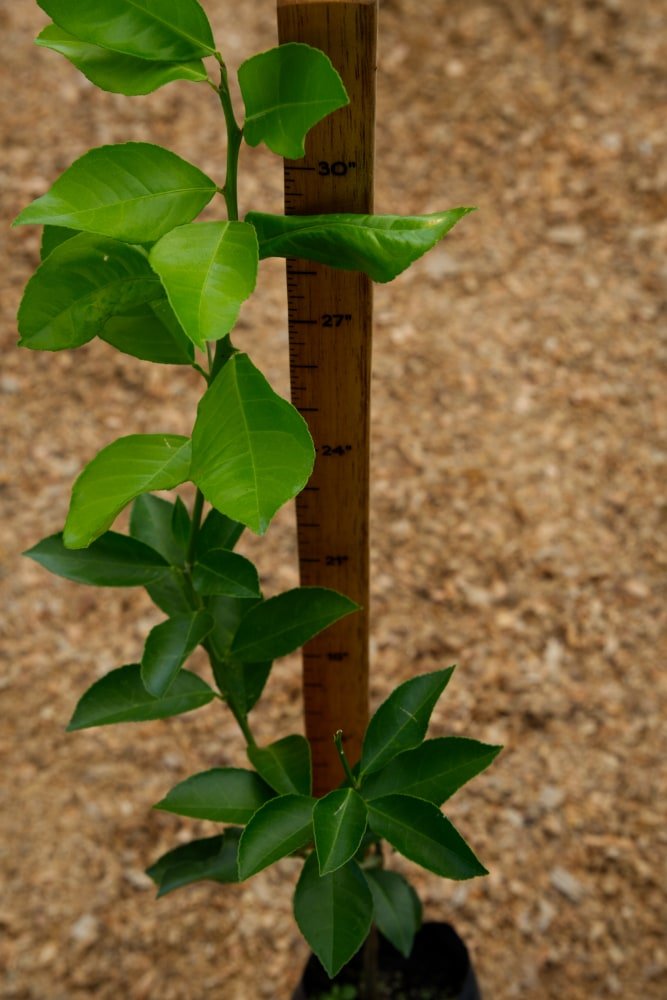 Limón Meyer - Árbol injertado