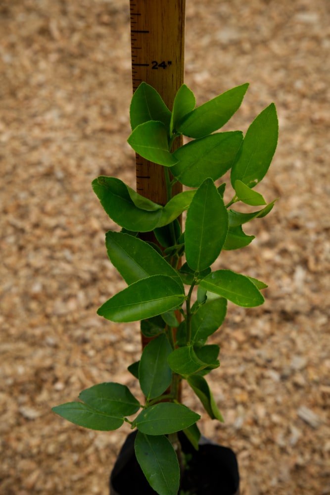 Lemon Persian - Grafted Tree – SoulFire Farm