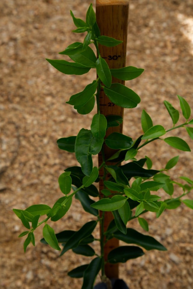 Limón Seda - Árbol injertado