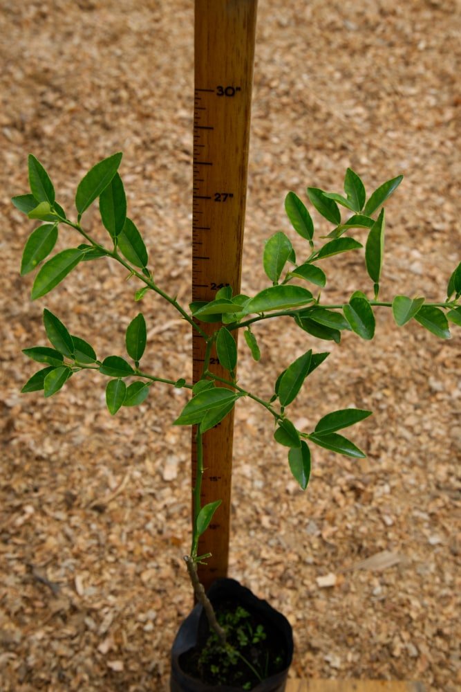 Key Lime - Grafted Tree