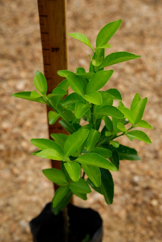 Mandarina Criolla - Arbol Injertado
