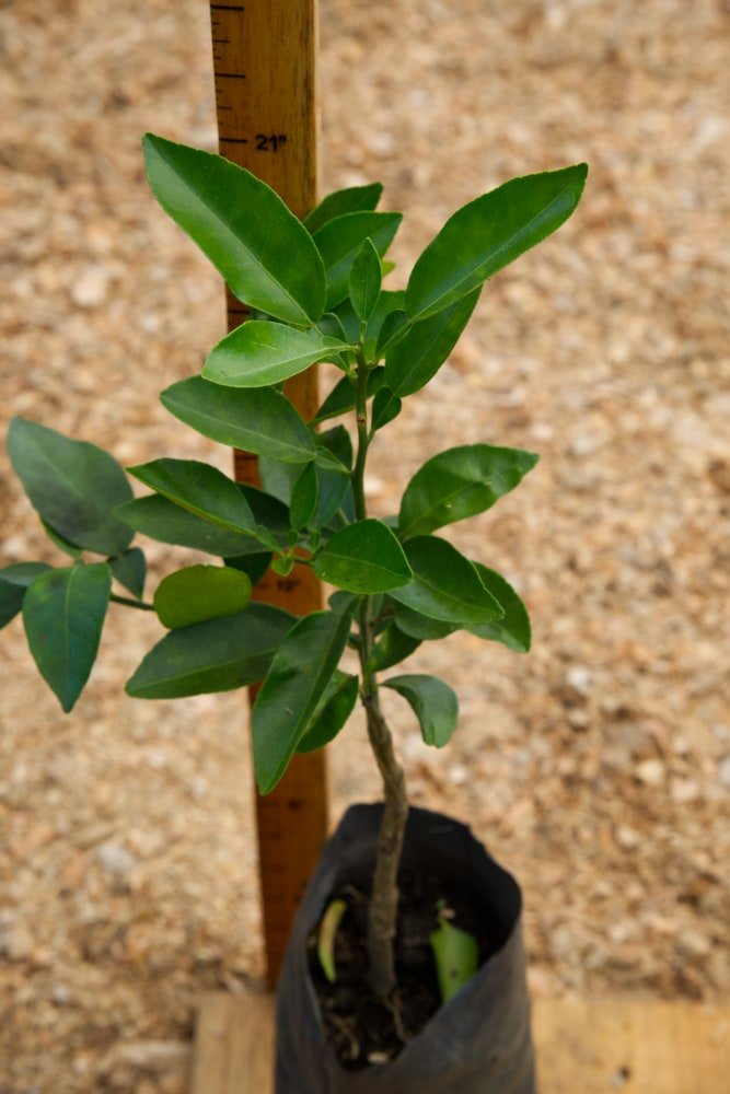 Pomelo rosado - árbol injertado