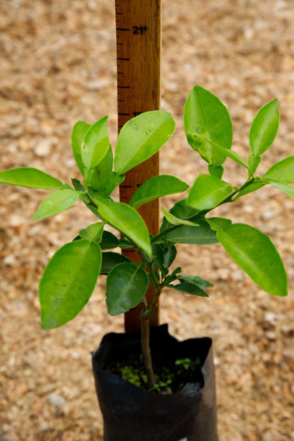 Grapefruit White - Grafted Tree