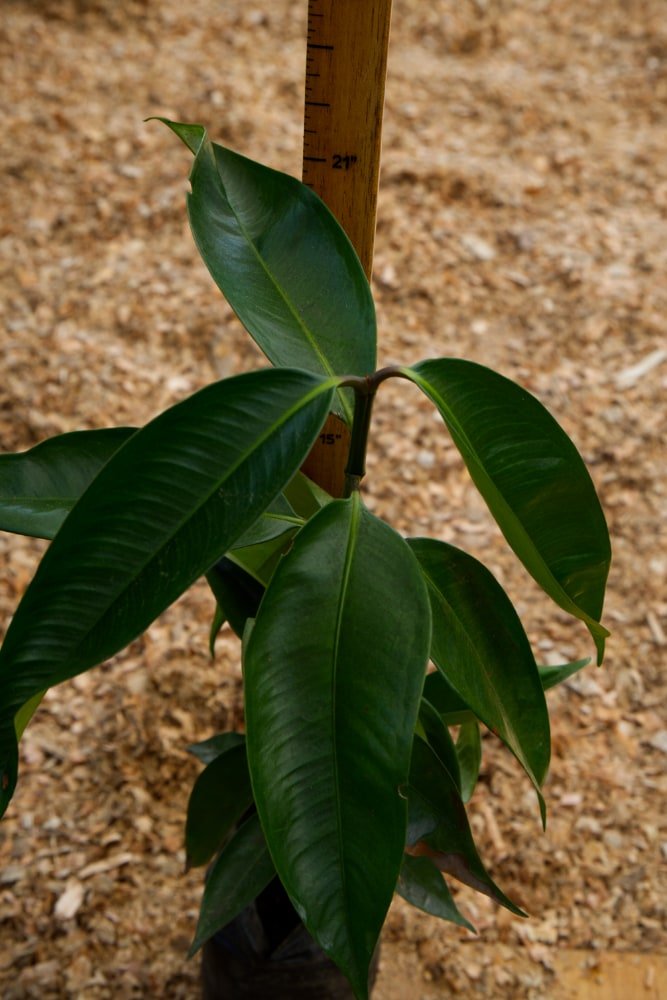 Árbol de mangostán