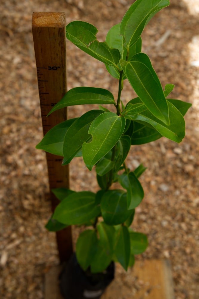 Árbol de canela