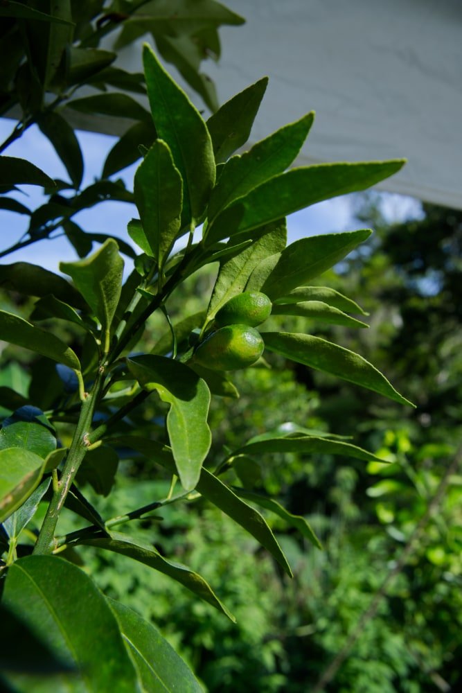 Árbol injertado de kumquat