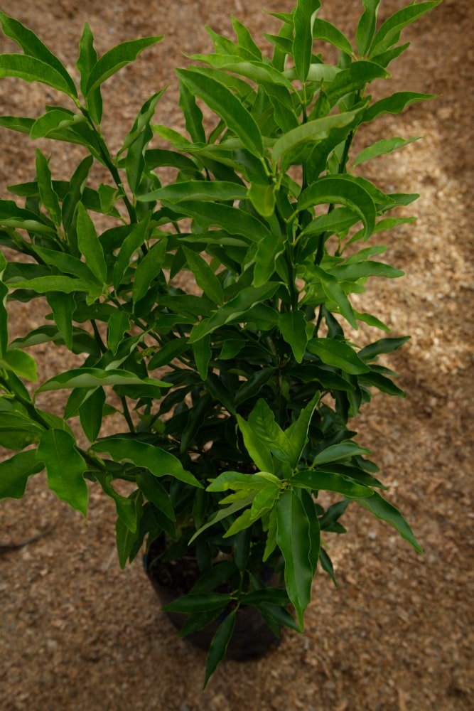 Árbol injertado de kumquat