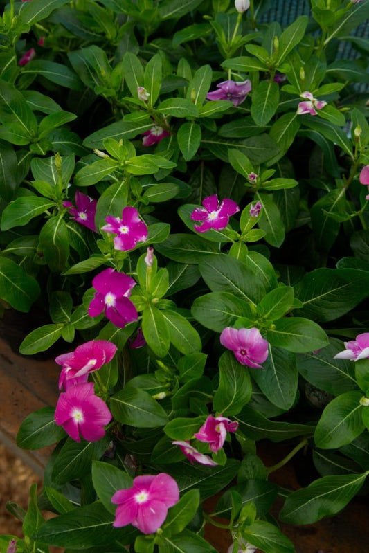 Planta de vinca