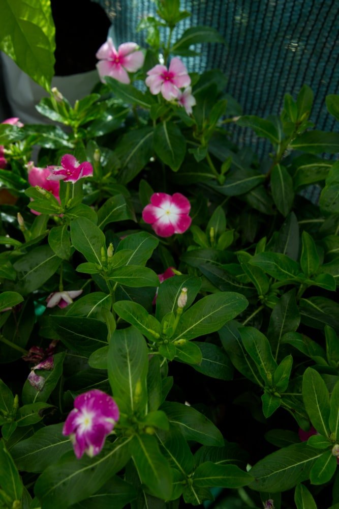 Periwinkle Plant